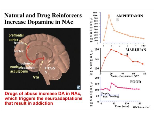 increased dopamine in NAc