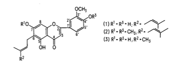 Cannflavin A (structure 1) and cannflavin B (structure 3) were isolated from Cannabis in the 1980s by Barrett et al. These are prenylated flavones—compounds that have a prenyl group (3-methyl-but-2-en-1-yl) attached to their flavonoid backbone. Cannflavin B is different from A, lacking the five carbon alkyl unit at C-4. (Structure 2 was included for purposes of structure identification; it is not a compound found in Cannabis.)