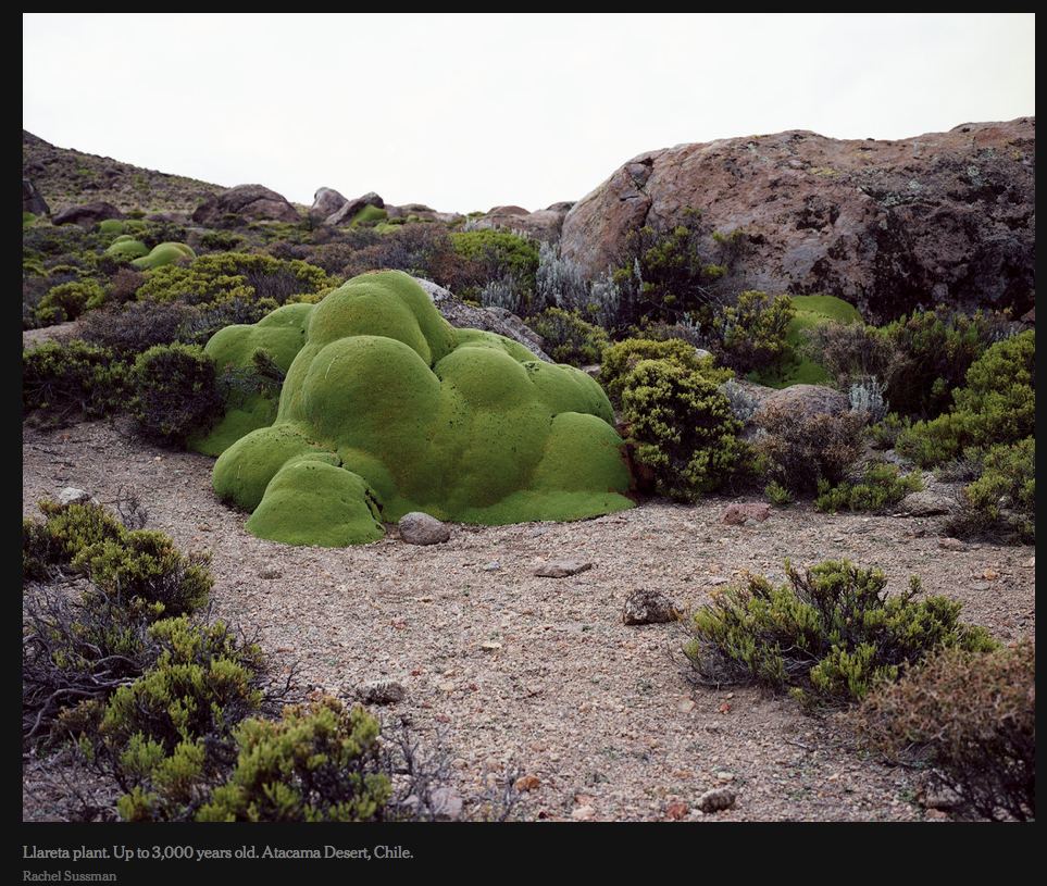 the most venerable plants